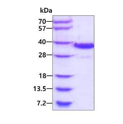 SDS-Page: Recombinant Human RACK1/GNB2L1 His Protein [NBP1-78874] - 3ug by SDS-PAGE under reducing condition and visualized by coomassie blue stain.